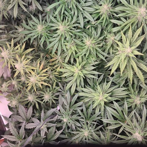 Mimosa x orange punch stecki 1 von stecki 1 growlog timeline photo