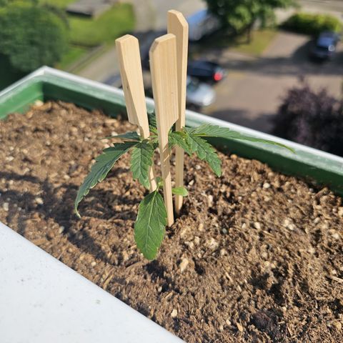 sensi amnesia xxl 1 growlog timeline photo