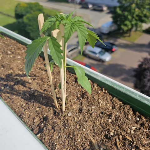 sensi amnesia xxl 2 growlog timeline photo