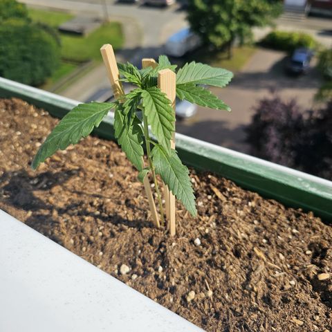 sensi amnesia xxl 3 growlog timeline photo