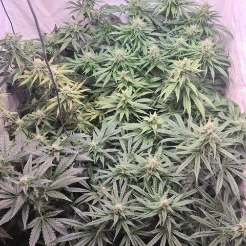 Mimosa x orange punch stecki 1 von stecki 1 growlog timeline photo