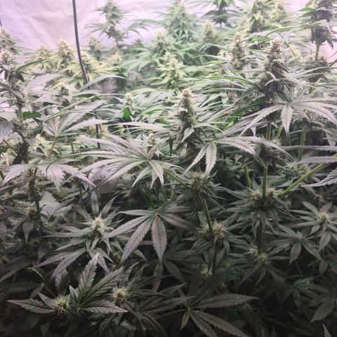 Mimosa x orange punch stecki 1 von stecki 1 growlog timeline photo