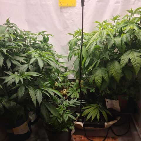 Orange sherbert stecki 1 von stecki 2 growlog timeline photo