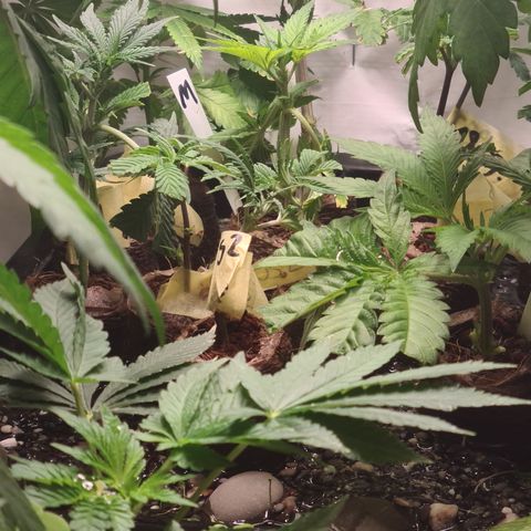 Orange sherbert stecki 1 von stecki 2 growlog timeline photo