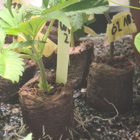 Orange sherbert stecki 1 von stecki 2 growlog timeline photo