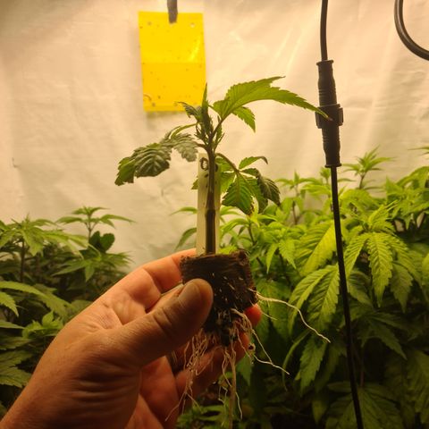 Orange sherbert stecki 1 von stecki 2 growlog timeline photo