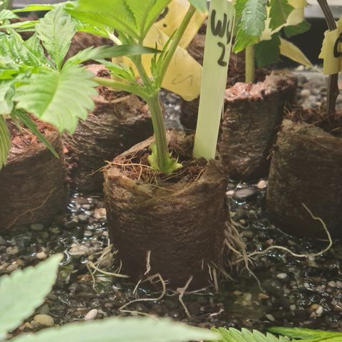 White widow 2 stecki 1 von stecki 2 growlog timeline photo