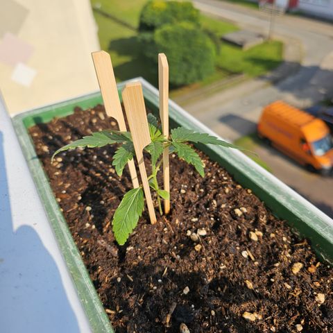 sensi amnesia xxl 1 growlog timeline photo