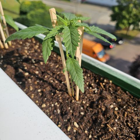sensi amnesia xxl 2 growlog timeline photo