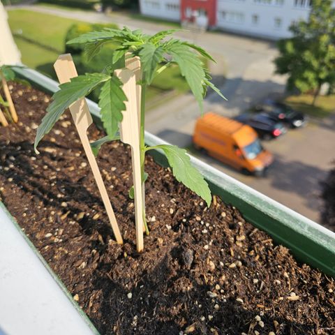 sensi amnesia xxl 3 growlog timeline photo