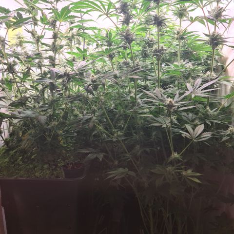 Mimosa x orange punch stecki 1 von stecki 1 growlog timeline photo