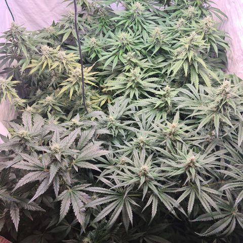 Mimosa x orange punch stecki 1 von stecki 1 growlog timeline photo