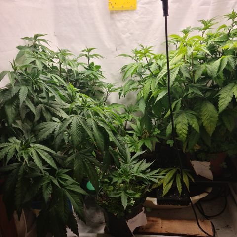 Orange sherbert stecki 1 von stecki 2 growlog photo: Es wird Zeit. Ich bekomme sie Nährstofftechnisch nicht mehr vernünftig versorgt. Da hilft nur noch umtopfen oder entsorgen.