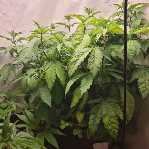 Orange sherbert stecki 1 von stecki 2 growlog photo: Es wird Zeit. Ich bekomme sie Nährstofftechnisch nicht mehr vernünftig versorgt. Da hilft nur noch umtopfen oder entsorgen.
