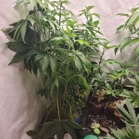 Orange sherbert stecki 1 von stecki 2 growlog photo: Es wird Zeit. Ich bekomme sie Nährstofftechnisch nicht mehr vernünftig versorgt. Da hilft nur noch umtopfen oder entsorgen.