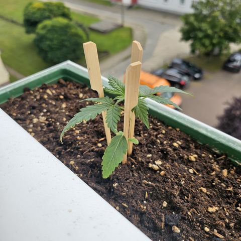 sensi amnesia xxl 1 growlog timeline photo