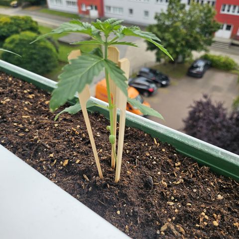 sensi amnesia xxl 2 growlog timeline photo