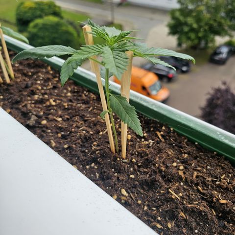 sensi amnesia xxl 3 growlog timeline photo