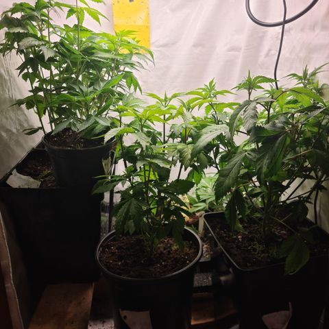 Orange sherbert stecki 1 von stecki 2 growlog timeline photo