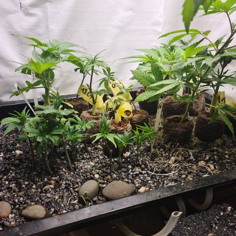 Orange sherbert stecki 1 von stecki 2 growlog timeline photo