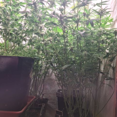 Mimosa x orange punch stecki 1 von stecki 1 growlog timeline photo