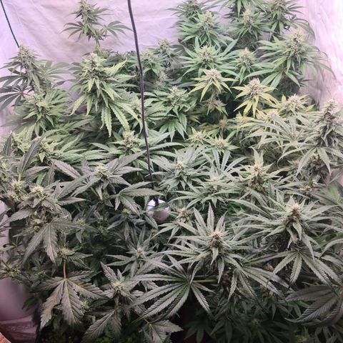 Mimosa x orange punch stecki 1 von stecki 1 growlog timeline photo