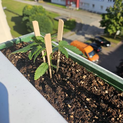 sensi amnesia xxl 1 growlog timeline photo