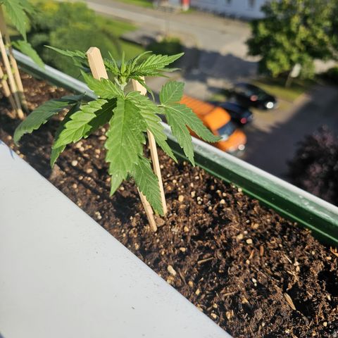 sensi amnesia xxl 2 growlog timeline photo