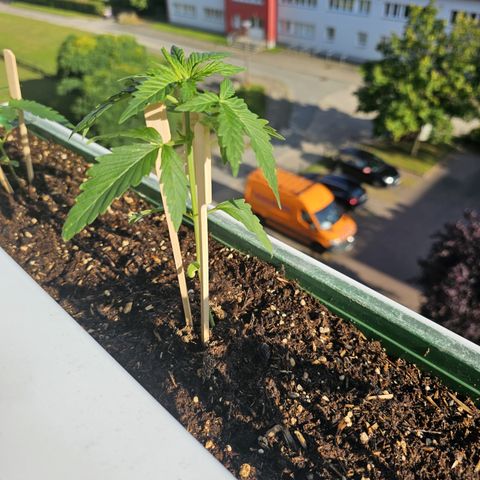 sensi amnesia xxl 3 growlog timeline photo