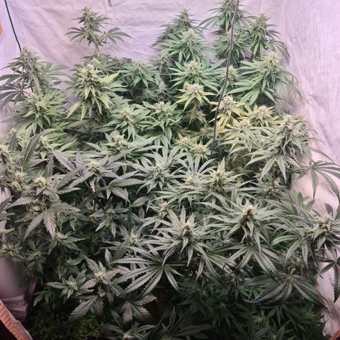 Mimosa x orange punch stecki 1 von stecki 1 growlog timeline photo