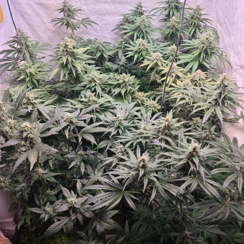 Mimosa x orange punch stecki 1 von stecki 1 growlog timeline photo