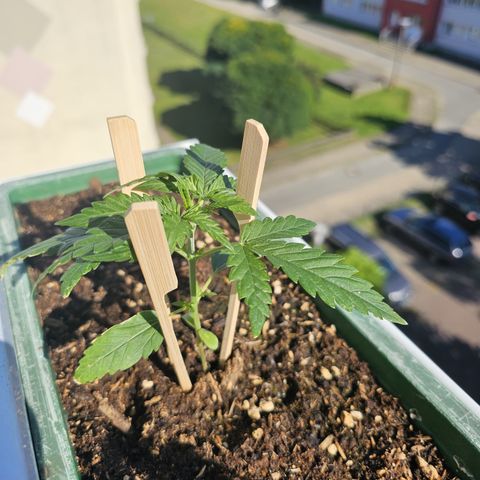 sensi amnesia xxl 1 growlog timeline photo