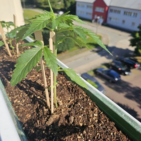 sensi amnesia xxl 2 growlog timeline photo