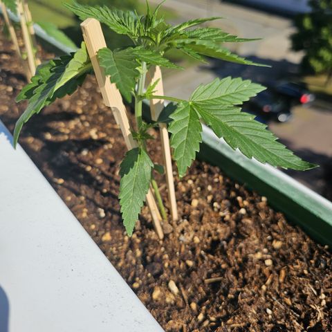 sensi amnesia xxl 3 growlog timeline photo