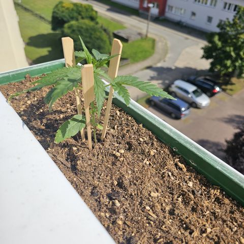 sensi amnesia xxl 1 growlog timeline photo
