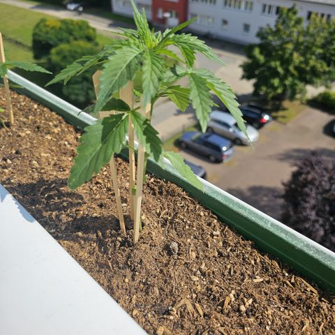 sensi amnesia xxl 2 growlog timeline photo