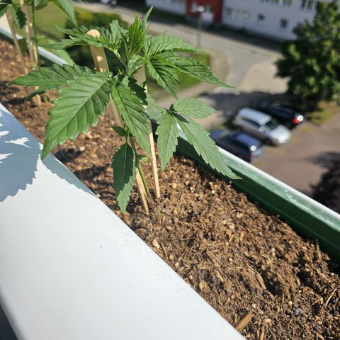 sensi amnesia xxl 3 growlog timeline photo