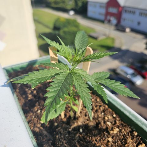 sensi amnesia xxl 1 growlog timeline photo