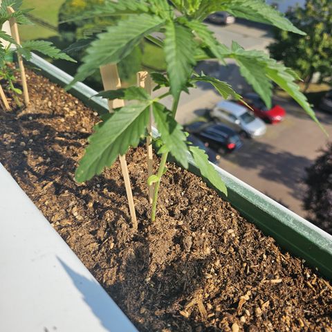 sensi amnesia xxl 2 growlog timeline photo
