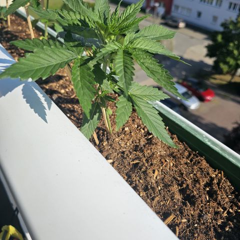 sensi amnesia xxl 3 growlog timeline photo
