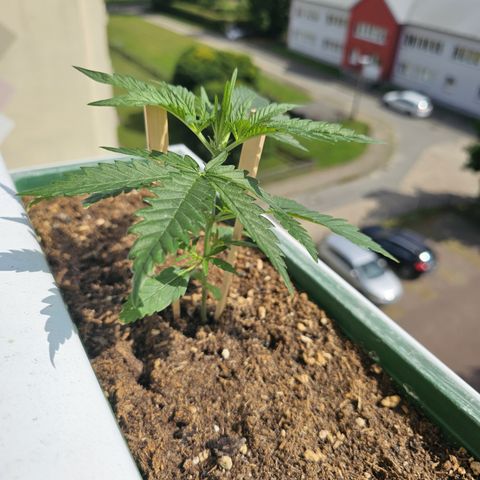 sensi amnesia xxl 1 growlog timeline photo