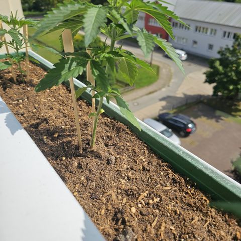 sensi amnesia xxl 2 growlog timeline photo