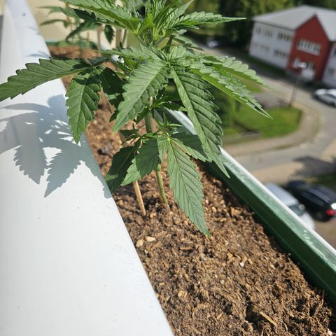 sensi amnesia xxl 3 growlog timeline photo