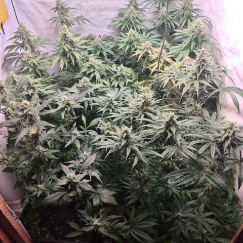 Mimosa x orange punch stecki 1 von stecki 1 growlog timeline photo
