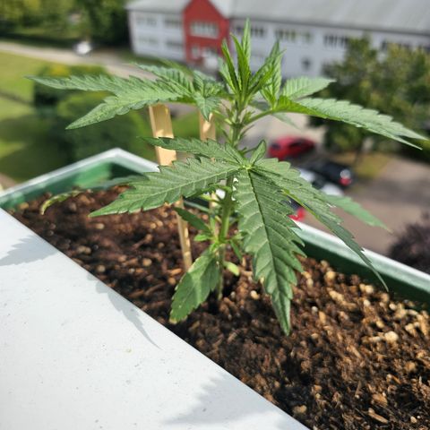 sensi amnesia xxl 1 growlog timeline photo
