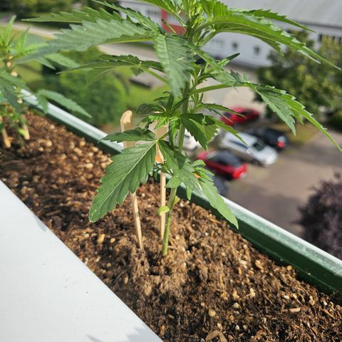 sensi amnesia xxl 2 growlog timeline photo