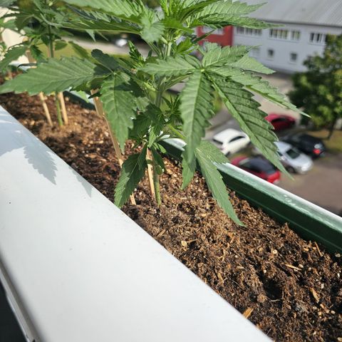 sensi amnesia xxl 3 growlog timeline photo
