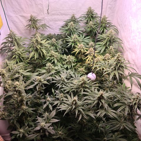 Mimosa x orange punch stecki 1 von stecki 1 growlog timeline photo