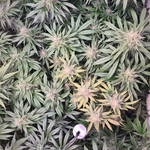 Mimosa x orange punch stecki 1 von stecki 1 growlog timeline photo