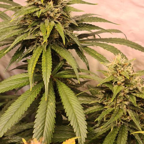 Mimosa x orange punch stecki 1 von stecki 1 growlog timeline photo